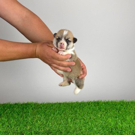 Törzskönyves Pembroke Welsh Corgi kiskutya