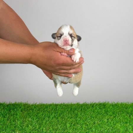 Törzskönyves Pembroke Welsh Corgi kiskutya