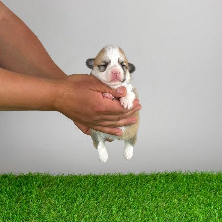 Törzskönyves Pembroke Welsh Corgi kiskutya