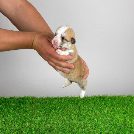Törzskönyves Pembroke Welsh Corgi kiskutya