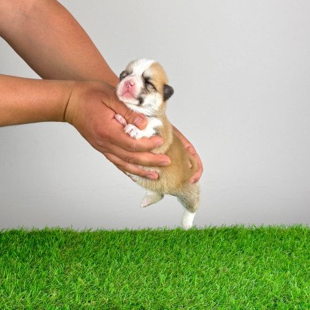 Törzskönyves Pembroke Welsh Corgi kiskutya