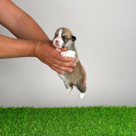Törzskönyves Pembroke Welsh Corgi kiskutya