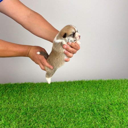 Törzskönyves Pembroke Welsh Corgi kiskutya