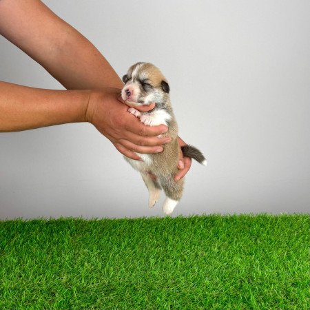 Törzskönyves Pembroke Welsh Corgi kiskutya