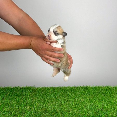 Törzskönyves Pembroke Welsh Corgi kiskutya