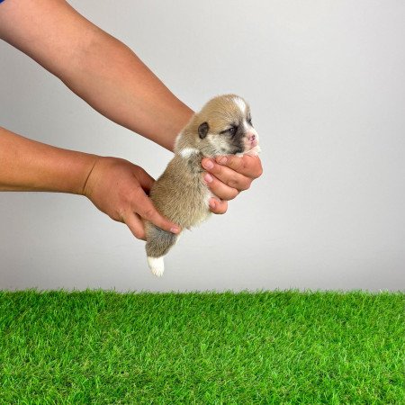 Törzskönyves Pembroke Welsh Corgi kiskutya