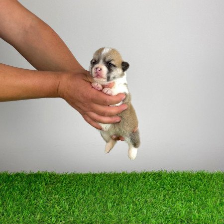Törzskönyves Pembroke Welsh Corgi kiskutya