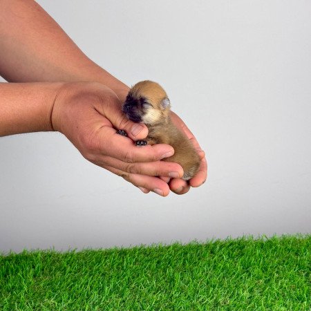Törzskönyves Pomerániai törpespitz Pomi kiskutya