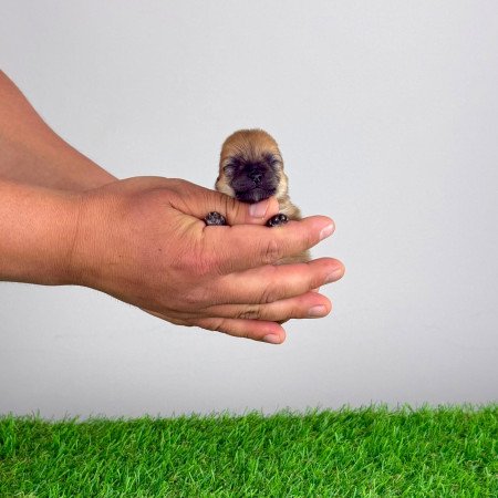 Törzskönyves Pomerániai törpespitz Pomi kiskutya