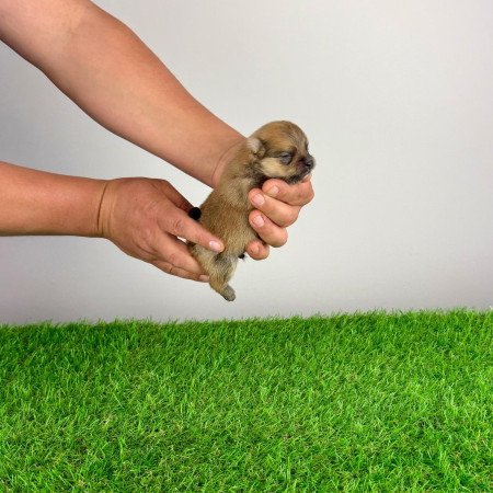 Törzskönyves Pomerániai törpespitz Pomi kiskutya