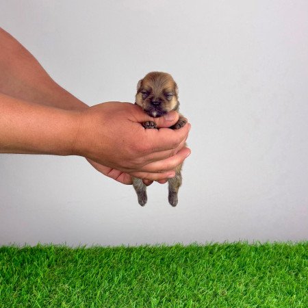Törzskönyves Pomerániai törpespitz Pomi kiskutya