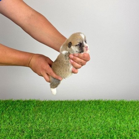 Pembroke Welsh Corgi