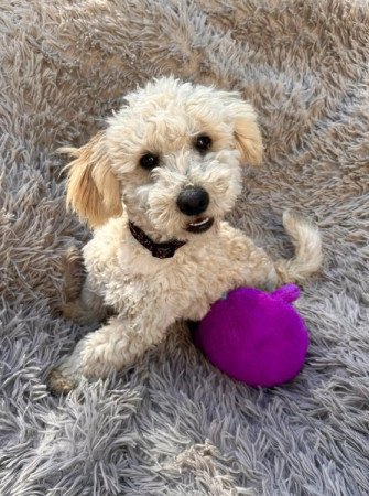 Maltipoo