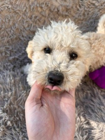 Maltipoo