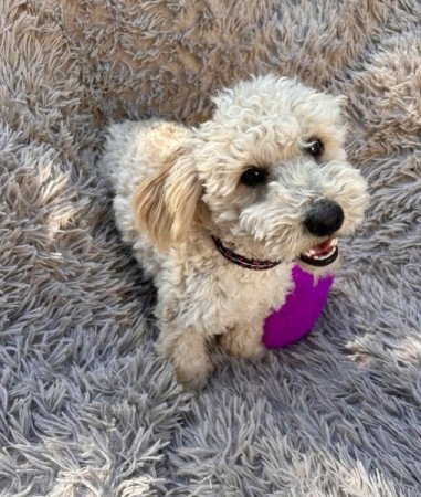 Maltipoo
