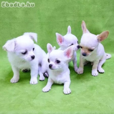 Beutifull Chihuahua kölykök Rehoming