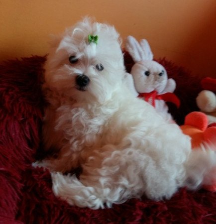 Bichon Havanese