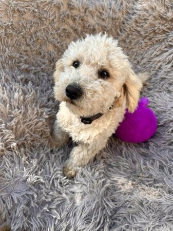 Maltipoo