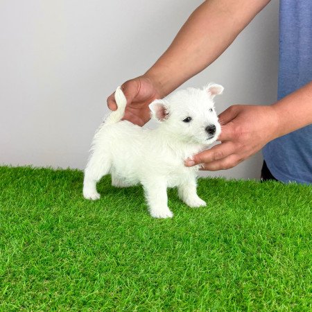 Törzskönyves West Highland White terrier kiskutya