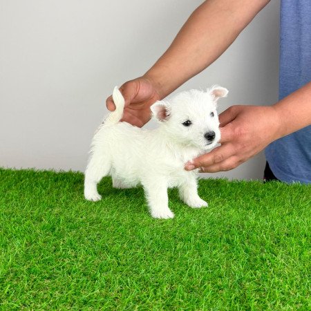 Törzskönyves West Highland White terrier kiskutya