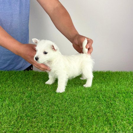 Törzskönyves West Highland White terrier kiskutya