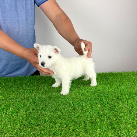 Törzskönyves West Highland White terrier kiskutya