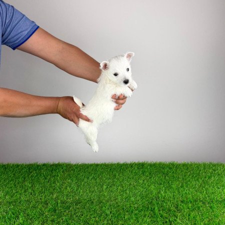 Törzskönyves West Highland White terrier kiskutya