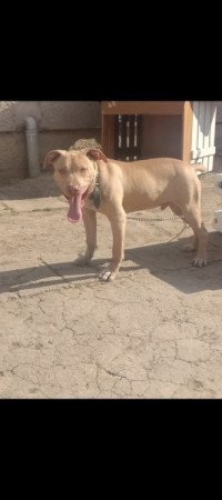 Pitbull