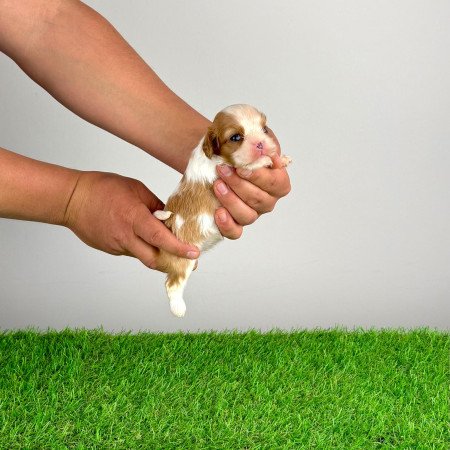Törzskönyves blenheim Cavalier King Charles Spániel kiskutya