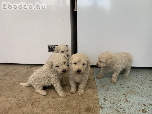 Komondor jellegű kölykök eladók.