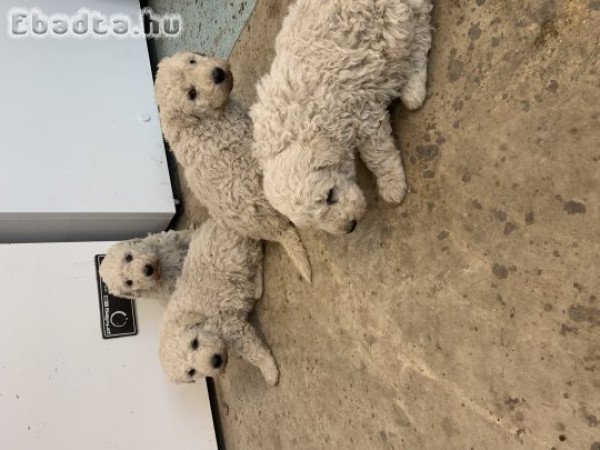 Komondor jellegű kölykök eladók.