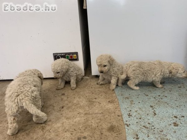 Komondor jellegű kölykök eladók.
