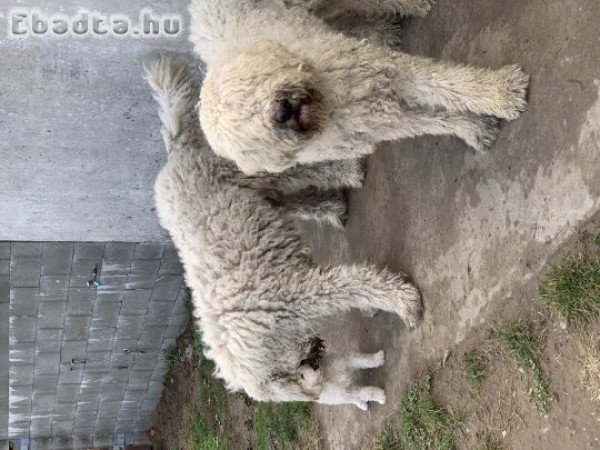 Komondor jellegű kölykök eladók.