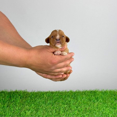 Törzskönyves Ruby Cavalier King Charles Spániel kiskutya