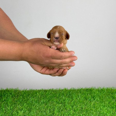 Törzskönyves Ruby Cavalier King Charles Spániel kiskutya