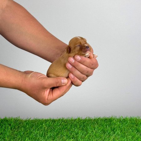 Törzskönyves Ruby Cavalier King Charles Spániel kiskutya
