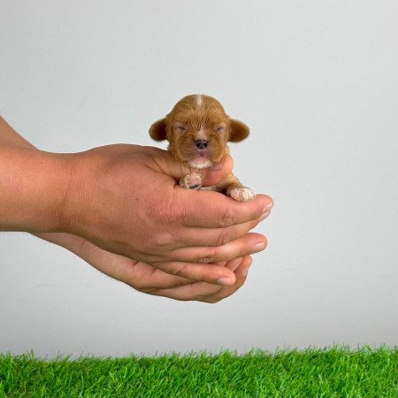 Törzskönyves Ruby Cavalier King Charles Spániel kiskutya
