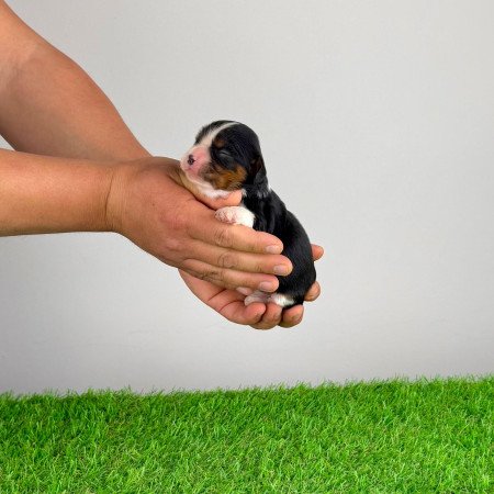 Törzskönyves tricolor Cavalier King Charles Spániel kiskutya