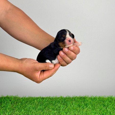 Törzskönyves tricolor Cavalier King Charles Spániel kiskutya