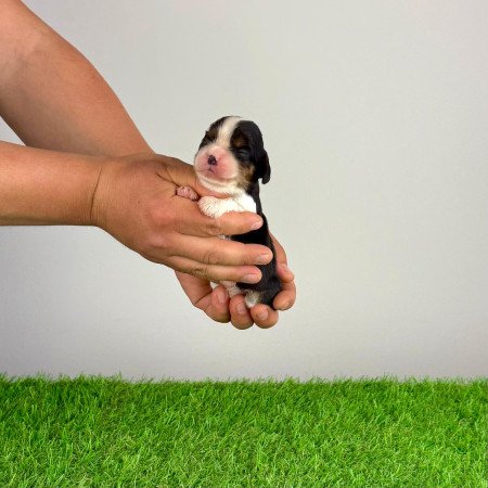 Törzskönyves tricolor Cavalier King Charles Spániel kiskutya