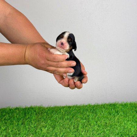 Törzskönyves tricolor Cavalier King Charles Spániel kiskutya