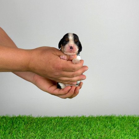 Törzskönyves tricolor Cavalier King Charles Spániel kiskutya