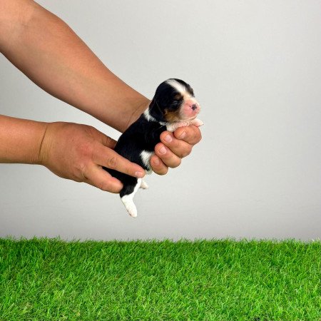 Törzskönyves tricolor Cavalier King Charles Spániel kiskutya