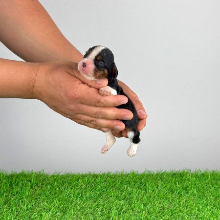 Törzskönyves tricolor Cavalier King Charles Spániel kiskutya