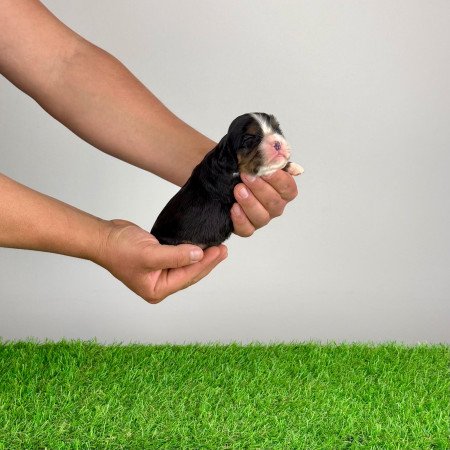 Törzskönyves tricolor Cavalier King Charles Spániel kiskutya