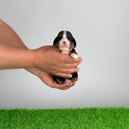 Törzskönyves tricolor Cavalier King Charles Spániel kiskutya
