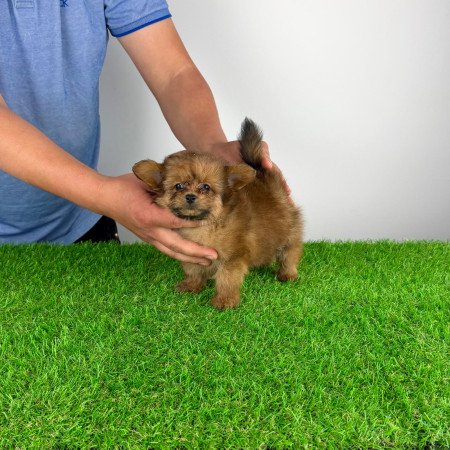 Pomapoo kiskutya