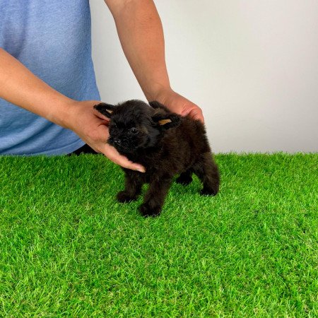 Pomapoo kiskutya