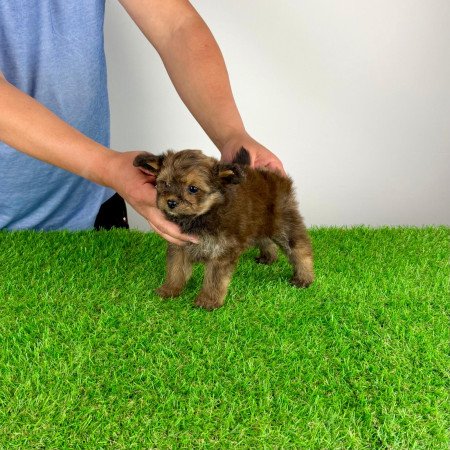 Pomapoo kiskutya