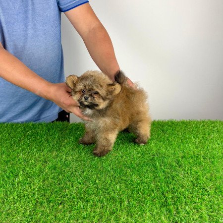 Pomapoo kiskutya